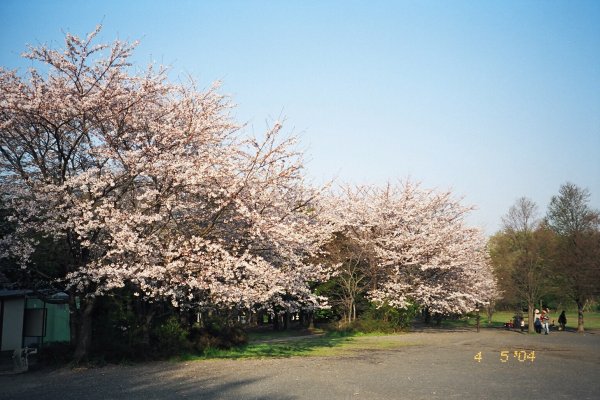 Random walk - Cherry Blossoms