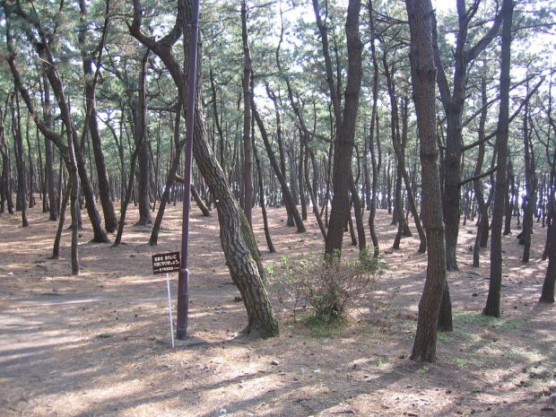 Some of the 1000 trees near Senbon beach in Numazu