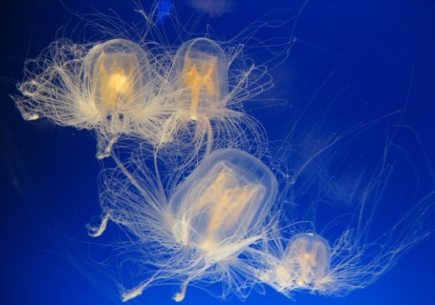 Jellyfish seen at Osaka Aquarium