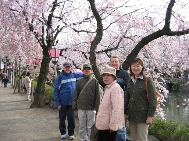 Cherry blossoms at Mishima Taisha