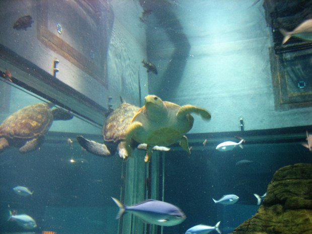 Osaka aquarium turtle
